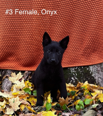 German Shepherd – AKC German Shepherd Puppies