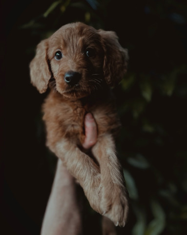 Golden Retriever – F1 Golden Doodle Litter ready for home today