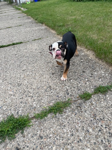 Olde English Bulldogge – Bandit..8month old English Bulldog in Metro detroi