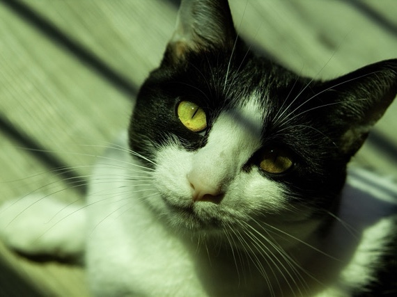 Re-home Female Cat – Myrtle Beach