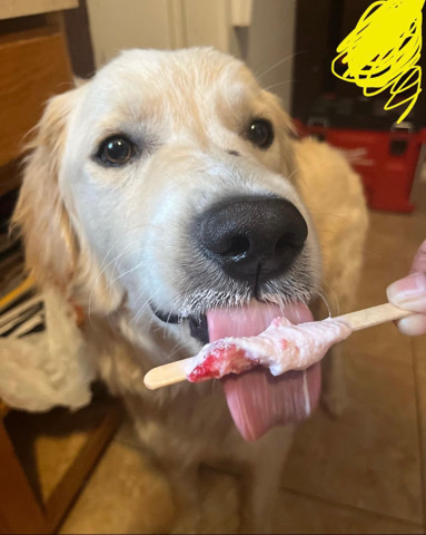 Golden Retriever – Thor needs a home ;(