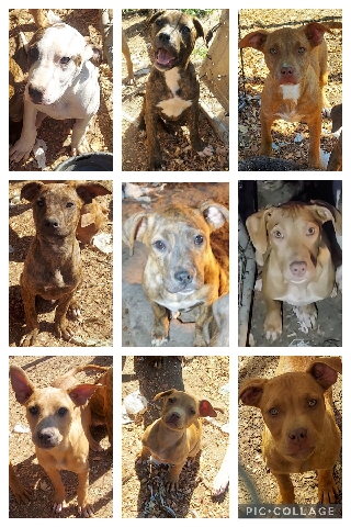 American Pit Bull Terrier – Family oriented pitbull puppies