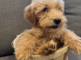 Golden Retriever – Goldendoodle pup female.