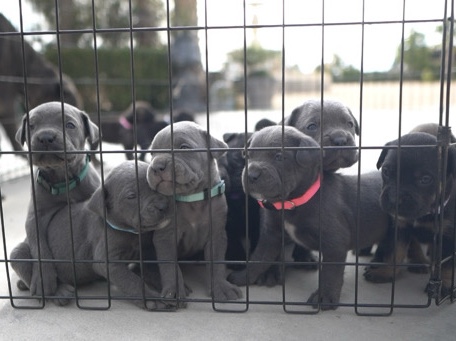 Cane Corso – Cane Corso AKC ICCF