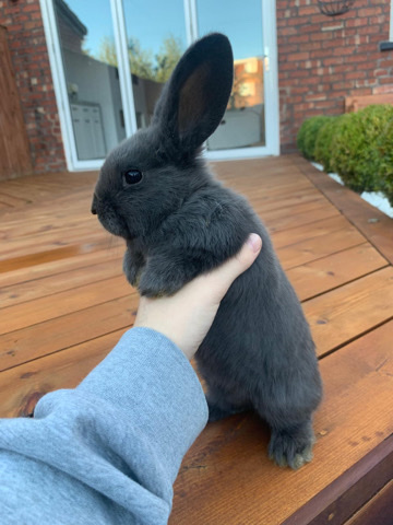 Mini Lop – mini pop bunnies