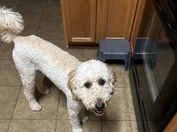 Golden Retriever – golden doodle