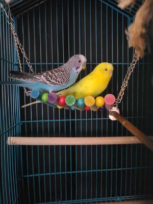 Parakeet – male and female parakeets – Cincinnati