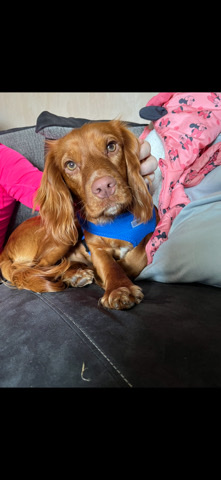 male cocker spaniel 