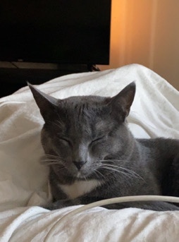 Loving Cat Named Mouse