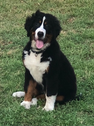 Bernese Mountain Dog Puppy