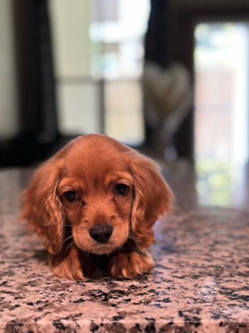 10 Week Old Female Cocker Spaniel 