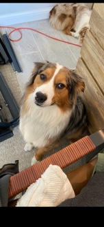 Australian Shepherd – Austrailian Shepard - Blue Mearle