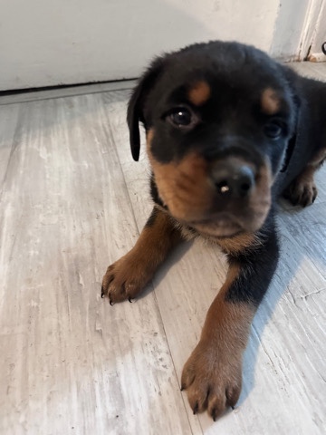 Rottweiler – Rottweiler pups for sale.