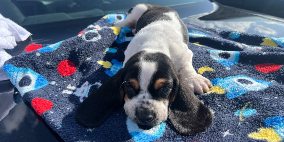 sweet as a cookie! I’m Oreo 