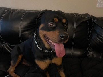 Rottweiler – female Rottweiler – Chandler