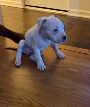 Staffordshire Bull Terrier – Staffordshire Bull Terrier