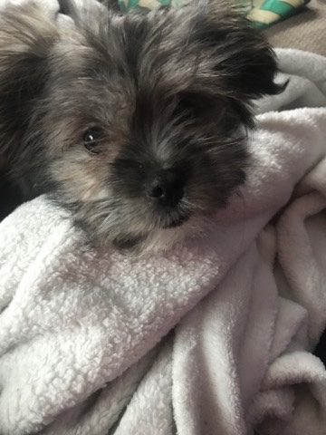Shih Tzu – Shih tzu puppy