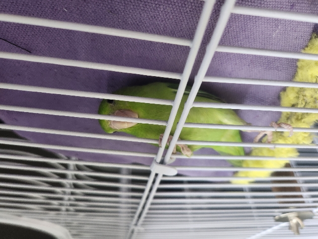 Parrotlet – Green Parrotlet with Tall Cage plus more