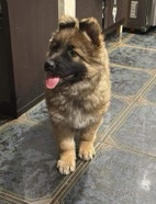German Shepherd – girl German shepherd