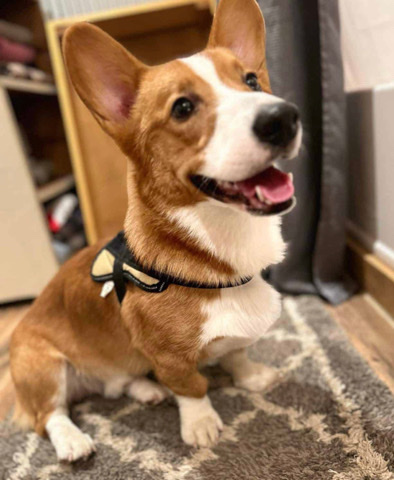 Pembroke Welsh Corgi – 1 year old male Pembroke Welsh Corgi