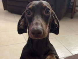 Dachshund – dachshund
