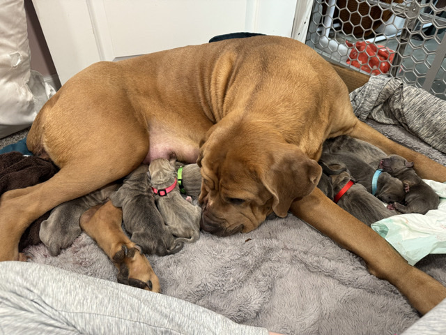 Cane Corso – Cane Corso puppies – Windsor Locks