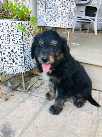 Border Collie – adorable border collie mixed ( male)