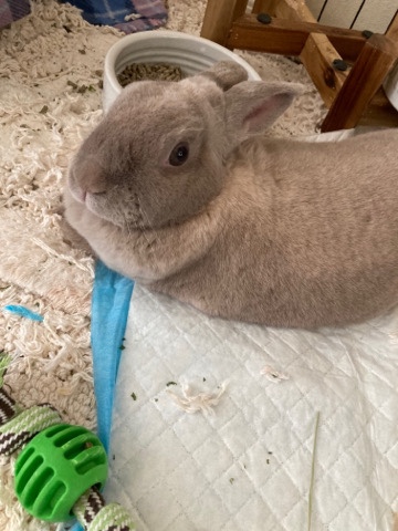 American – bunny for sale