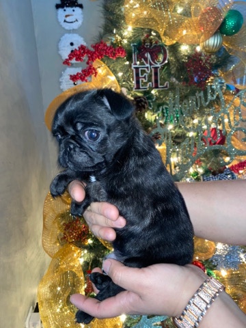 Pug β Brindle Male PUG πππΆ