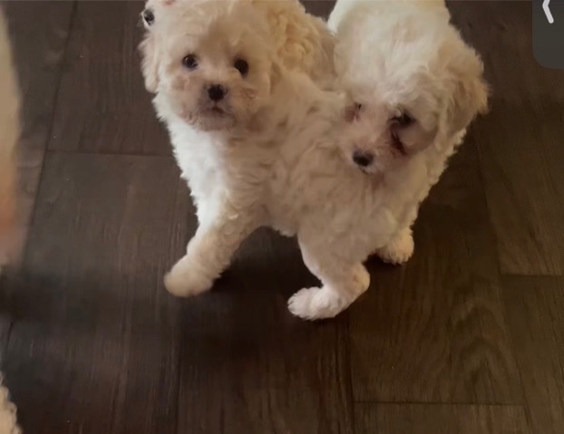 Poodle – Maltipoo