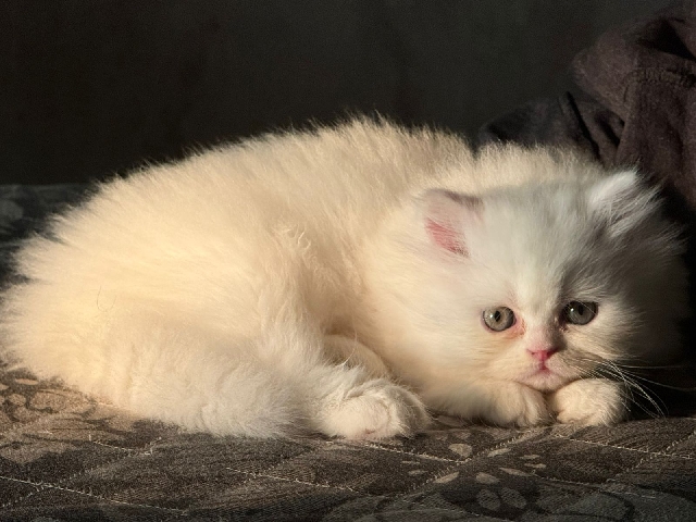Persian (Modern) -  Two months old ,2 Male and 1 Persian kitten available in Mumbai. available for adoption in Mumbai