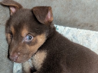 Shepsky – Adorable Shepsky Puppy – 8 Weeks Old (baby girl 💛 yellow) – Converse