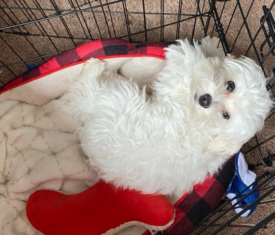 Maltese – Male Maltese
