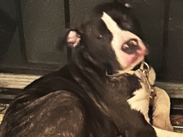 American Pit Bull Terrier – in need of a loving home – Akron