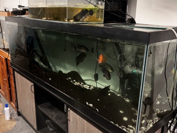 120 gallons fish tank with stand
