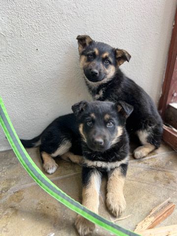 German Shepherd – 2 german shepherd/husky girls