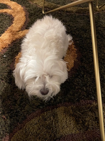 Maltese – white Maltese dog