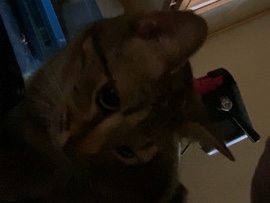 American Shorthair – allegiant/ shorthair – Oto