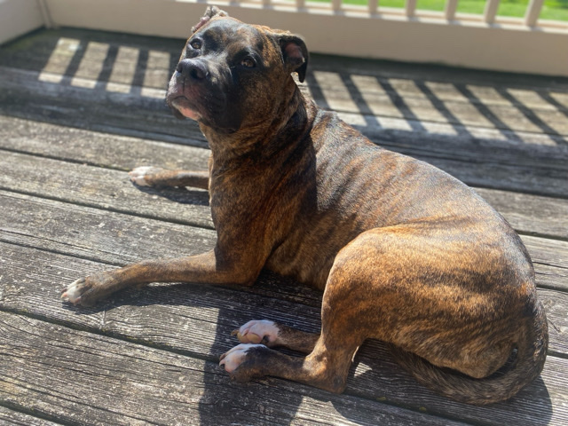 American Pit Bull Terrier – Rehome