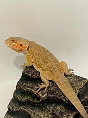 Bearded Dragon