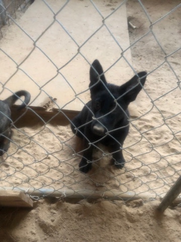 German Shepherd – 2 German shepherd puppies