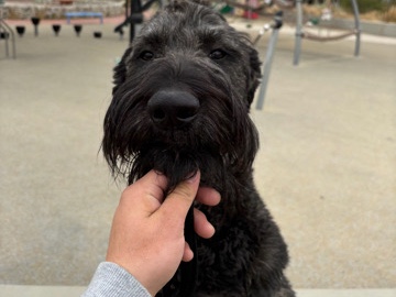 Giant Schnauzer – Arnold – Los Angeles