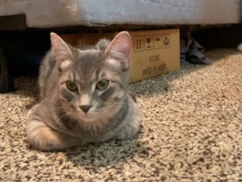American Shorthair – Selling my cat for a new home – Camrose