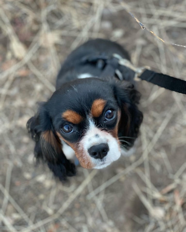 Cavalier King Charles Spaniel – Cavalier King Charles Spaniel