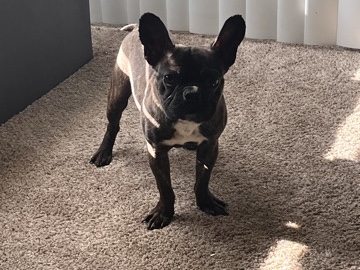 French Bulldog – 6-Month-Old puppy looking for loving Home – Lewisville