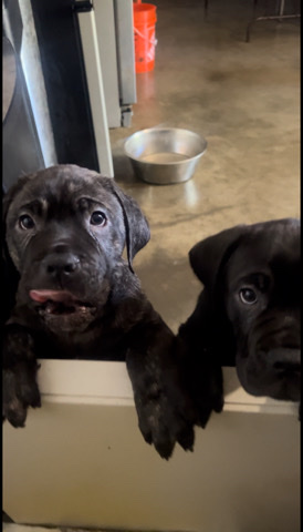 Cane Corso – Cane Corso Puppies