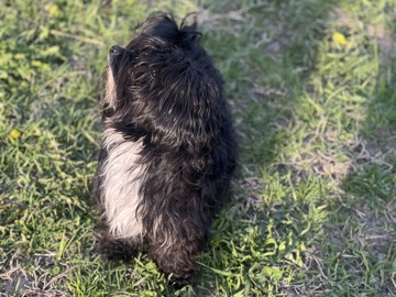 Yorkie Poo - Playful Male Yorkie  available for adoption in Chicago