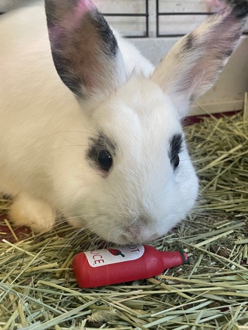 Netherland Dwarf Bunny
