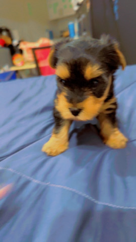 Yorkshire Terrier – male puppy