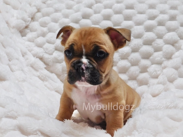 French Bulldog – French bulldog Female puppies – Riverside